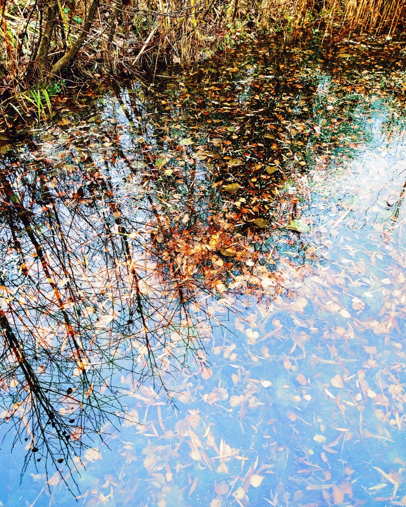 Water with green cast sky reflection. autumn leaves in the water brown. silhouetes of treesn
